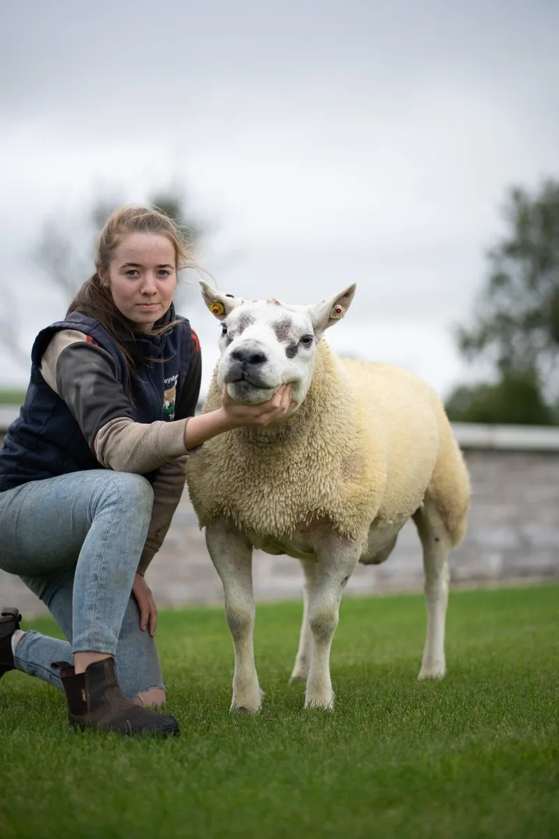 Texel Ram - Image 3