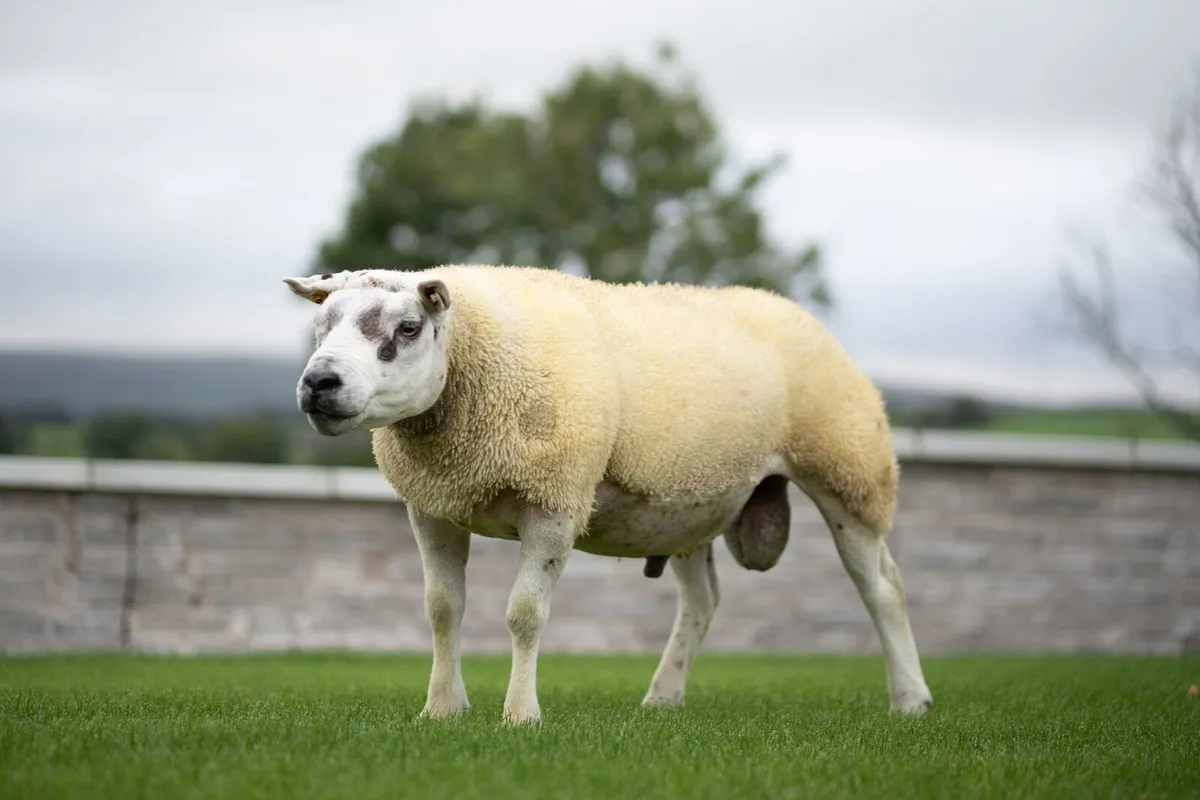 Texel Ram - Image 4