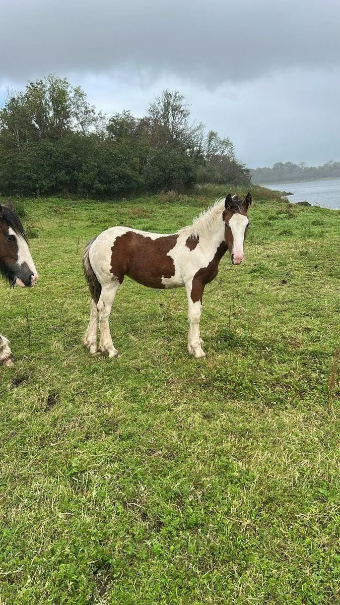 Filly foal - Image 1