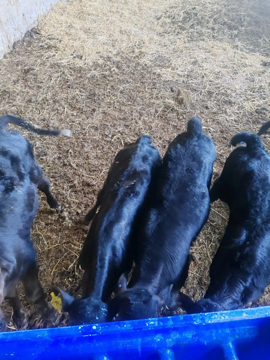 Angus calves - Image 2