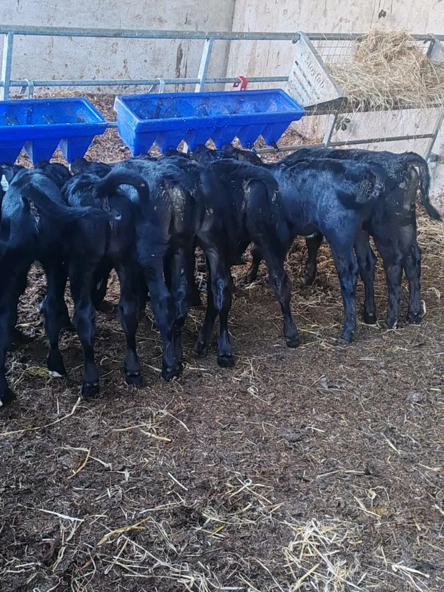 Angus calves - Image 3