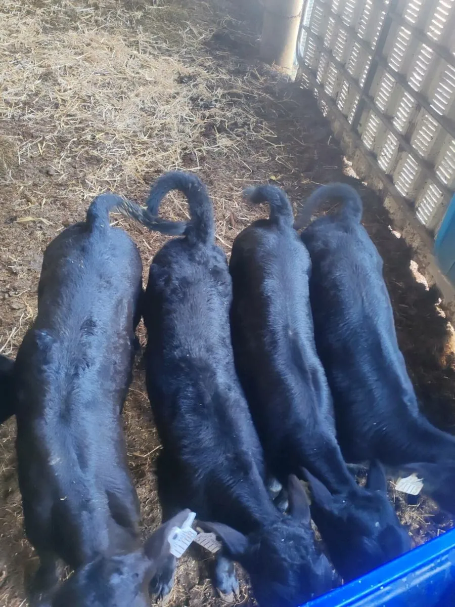 Angus calves - Image 4