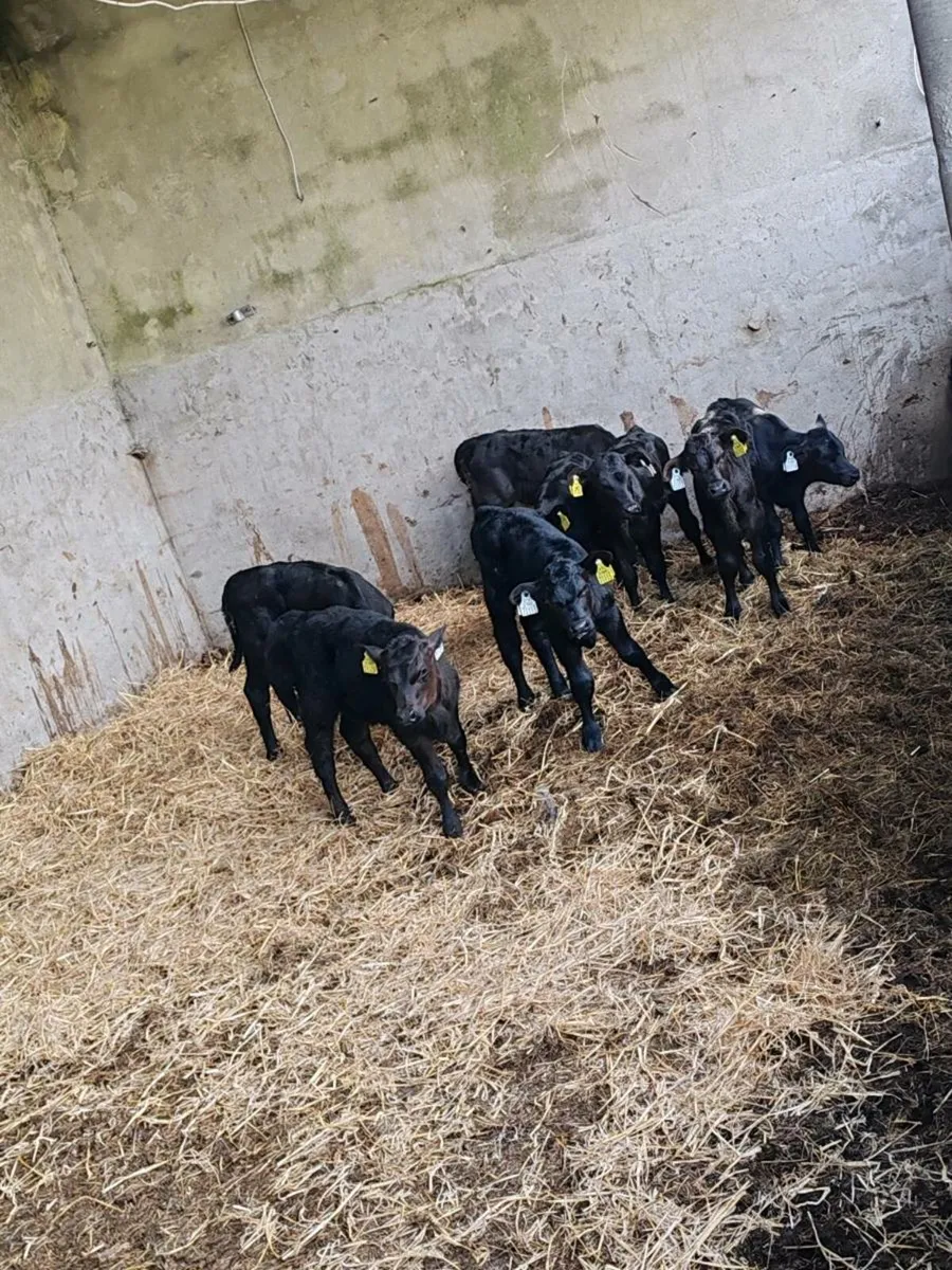 Angus calves - Image 1