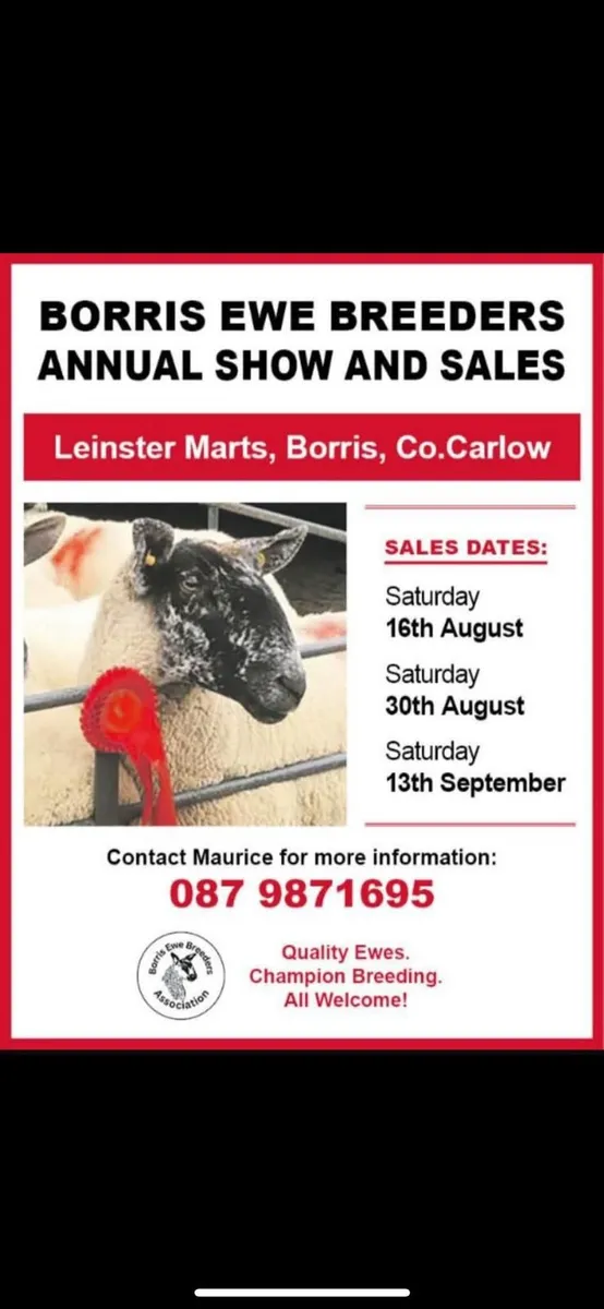 Ewe lambs - Image 1