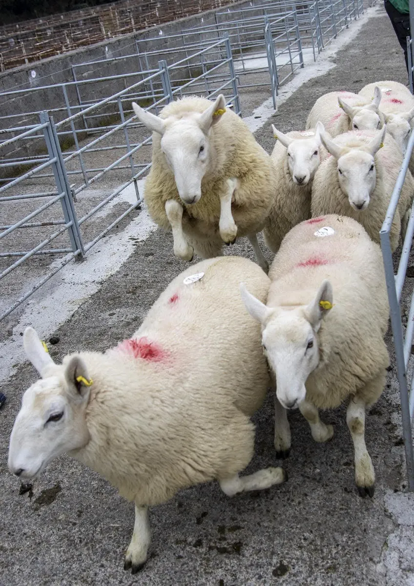 Ewe lambs - Image 2