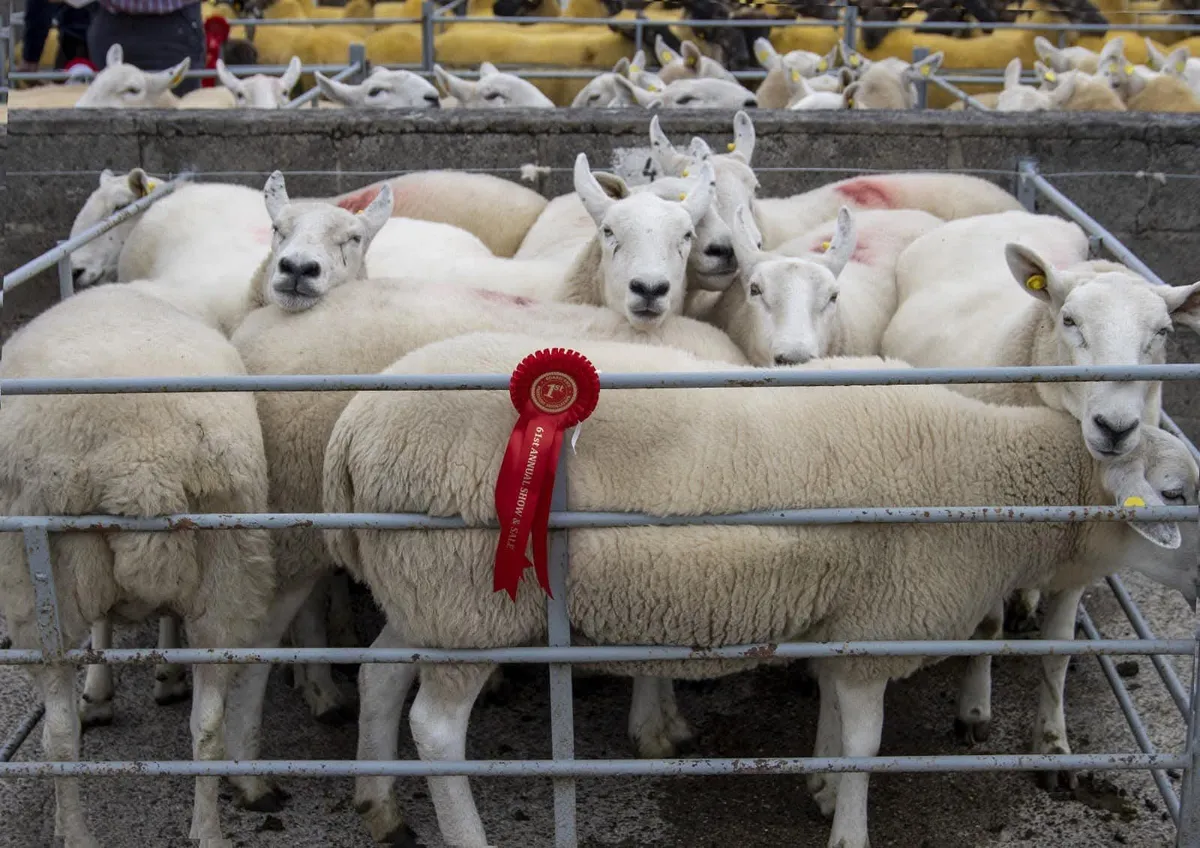 Ewe lambs - Image 3