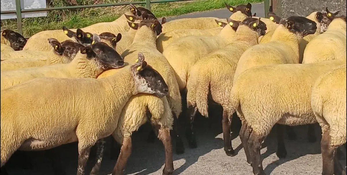 Ewe lambs - Image 4