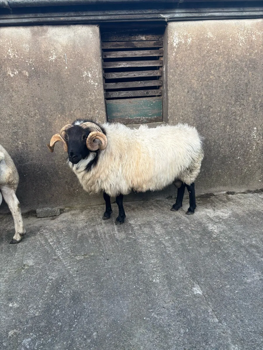 Mayo Mountain Horny Ram - Image 1