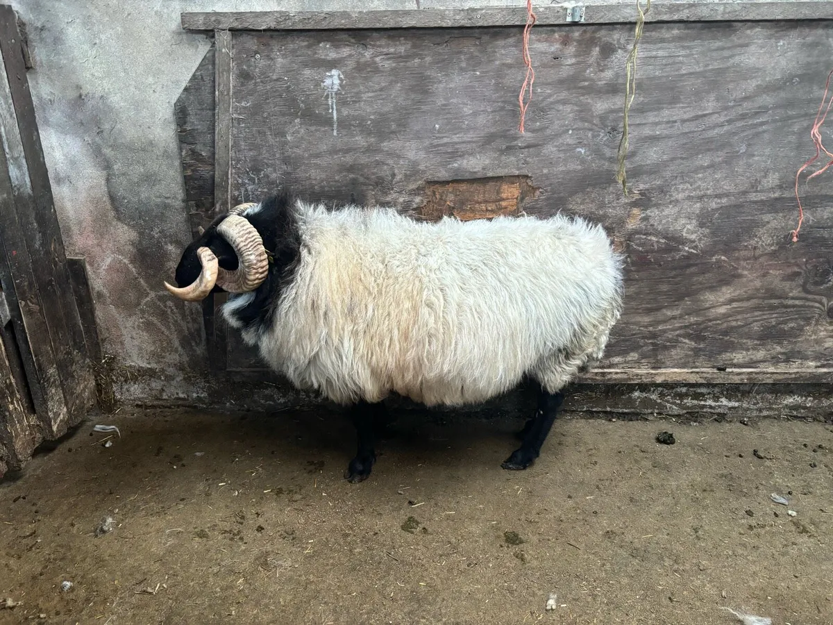 Mayo Mountain Horny Ram - Image 3