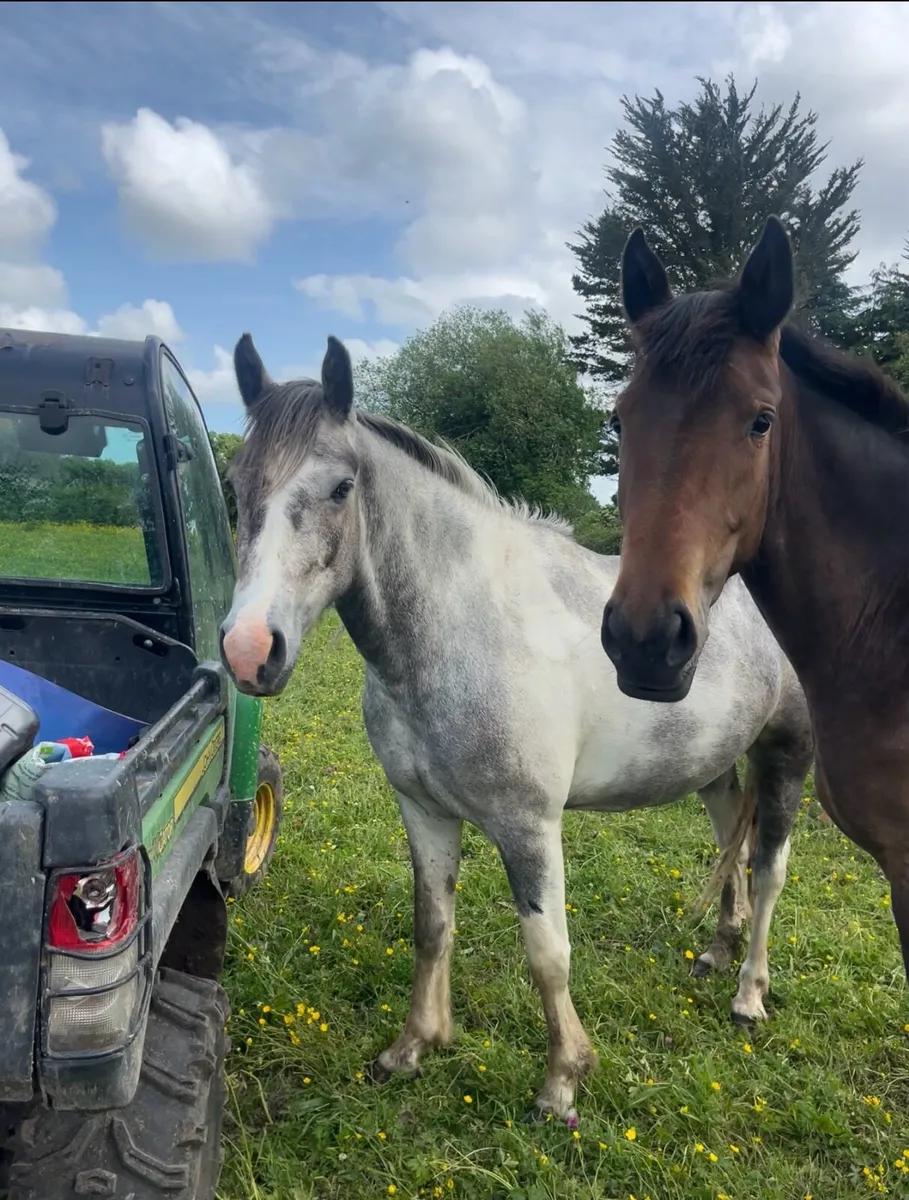3yr old gelding - Image 1