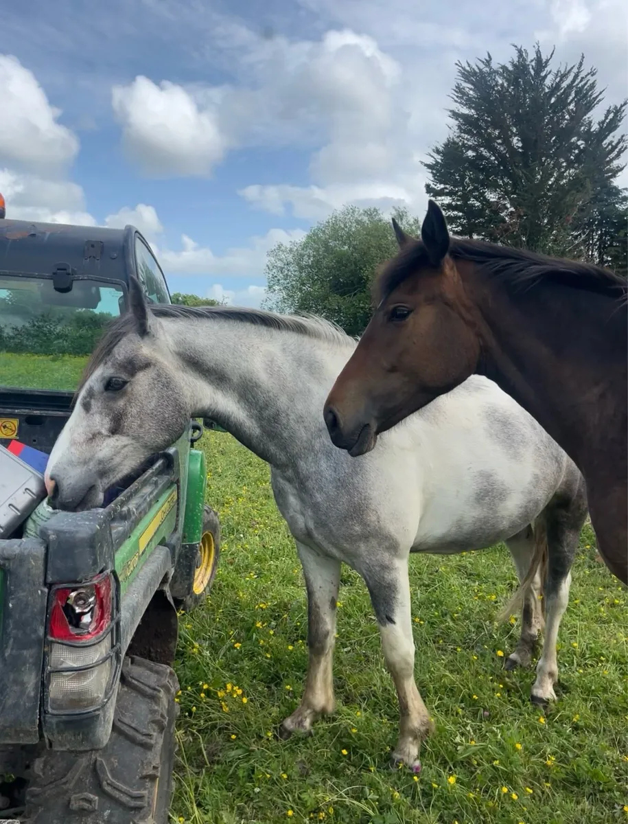 3yr old gelding - Image 2