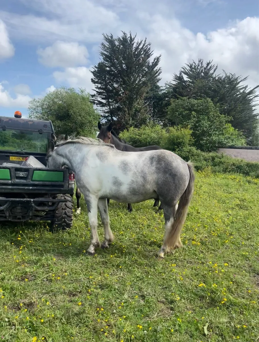 3yr old gelding - Image 3