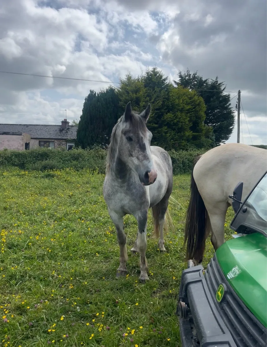 3yr old gelding - Image 4