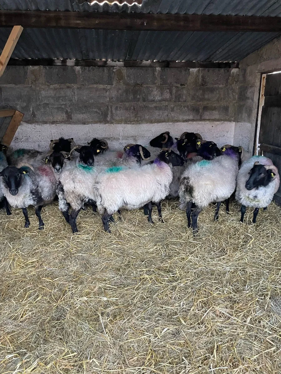 Blackface Mountain Ewes - Image 2