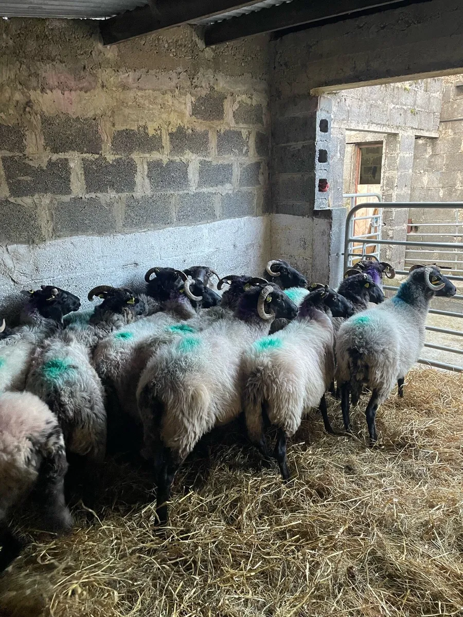 Blackface Mountain Ewes - Image 3