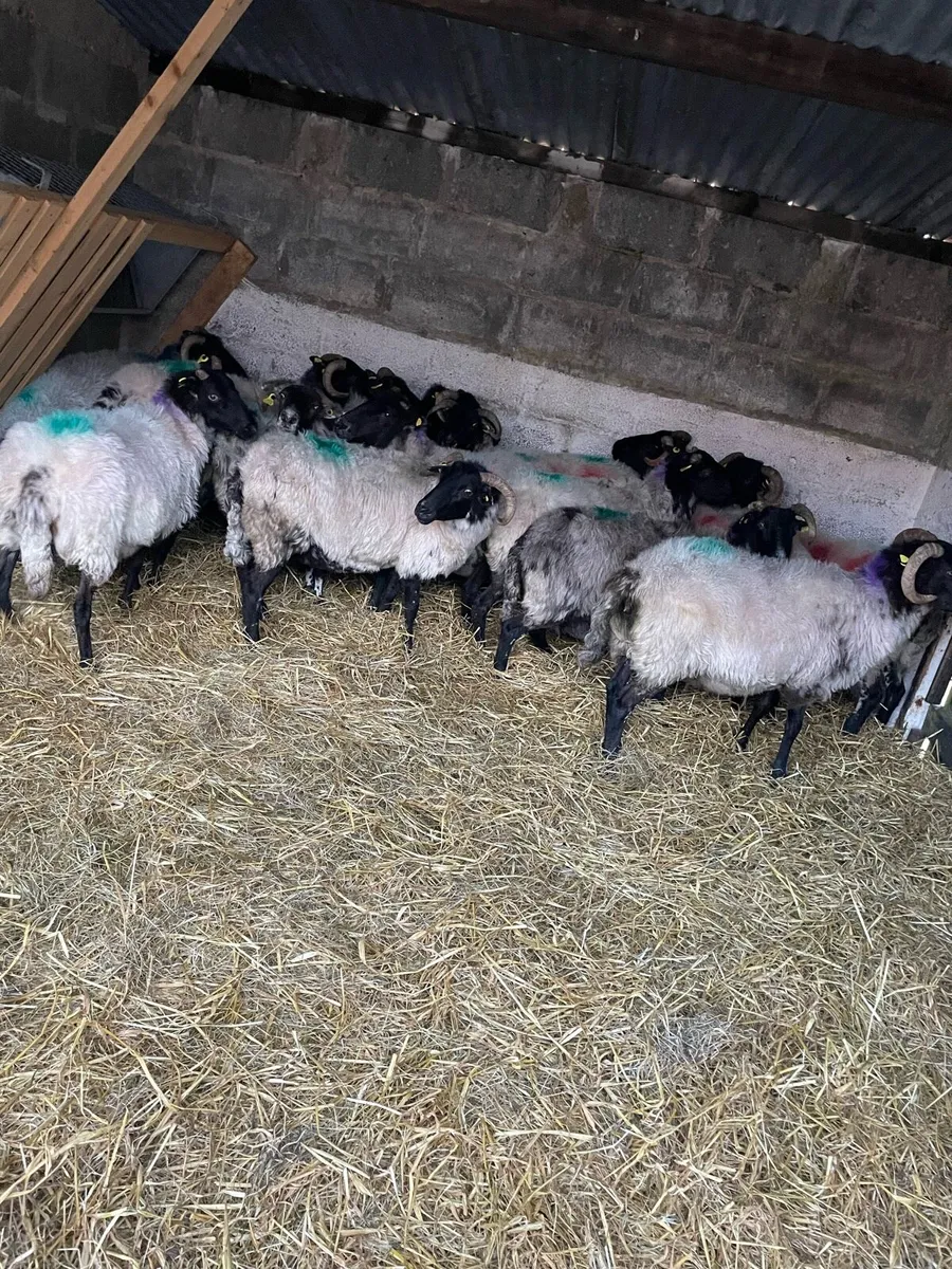 Blackface Mountain Ewes - Image 4