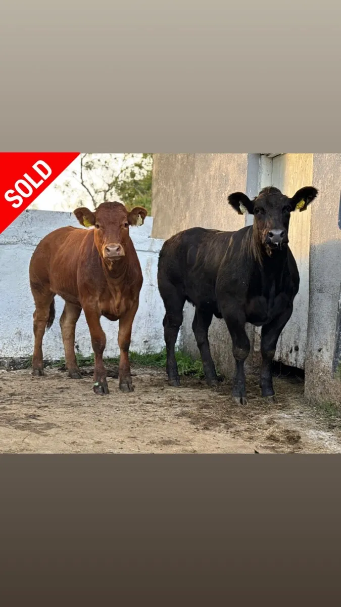 ⭐️2 Super Limousine Breeding Heifers⭐️ - Image 1
