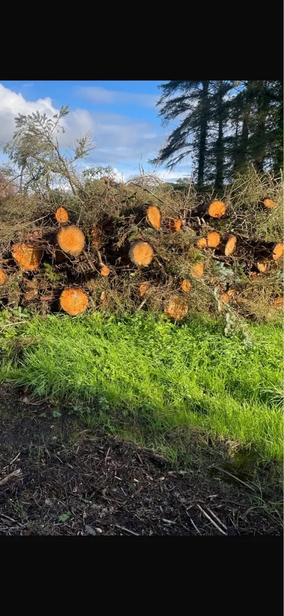 Firewood - Image 1