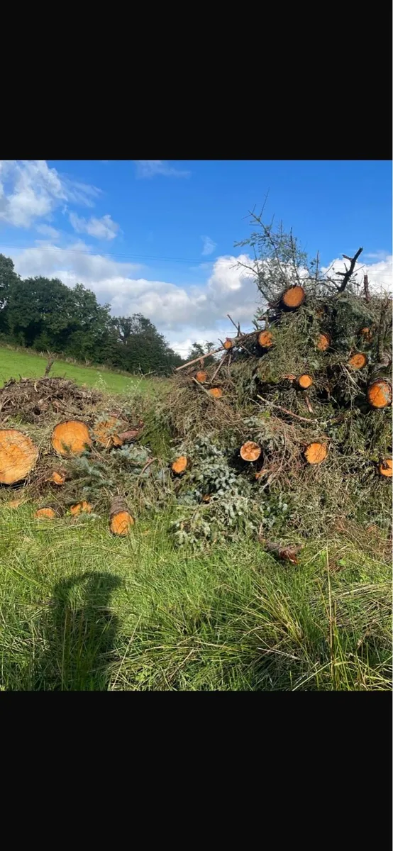 Firewood - Image 2