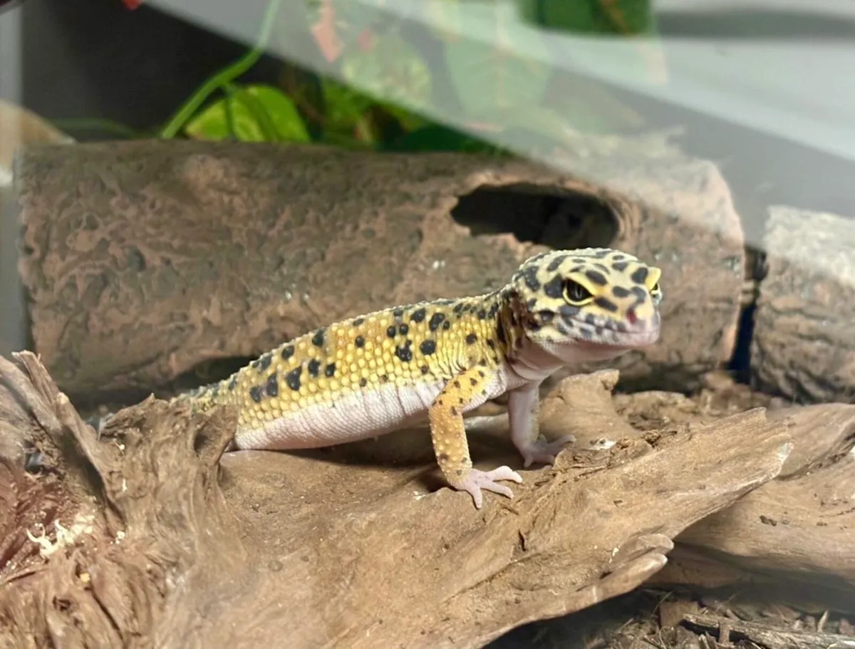 Leopard Gecko full setup - Image 1