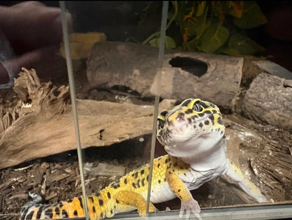 Leopard Gecko full setup - Image 2