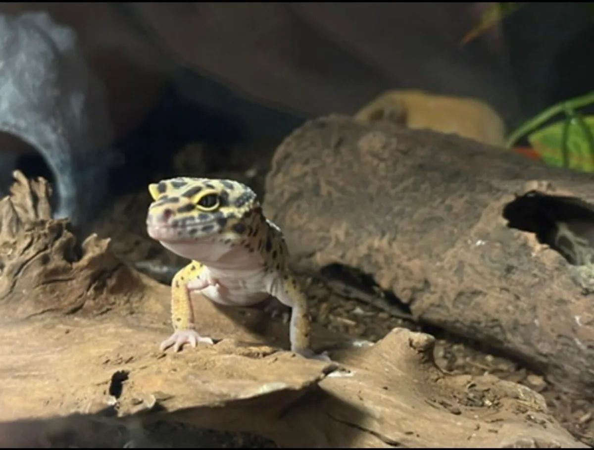 Leopard Gecko full setup - Image 3