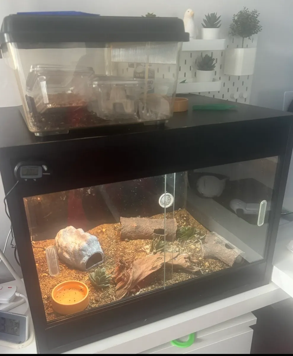 Leopard Gecko full setup - Image 4