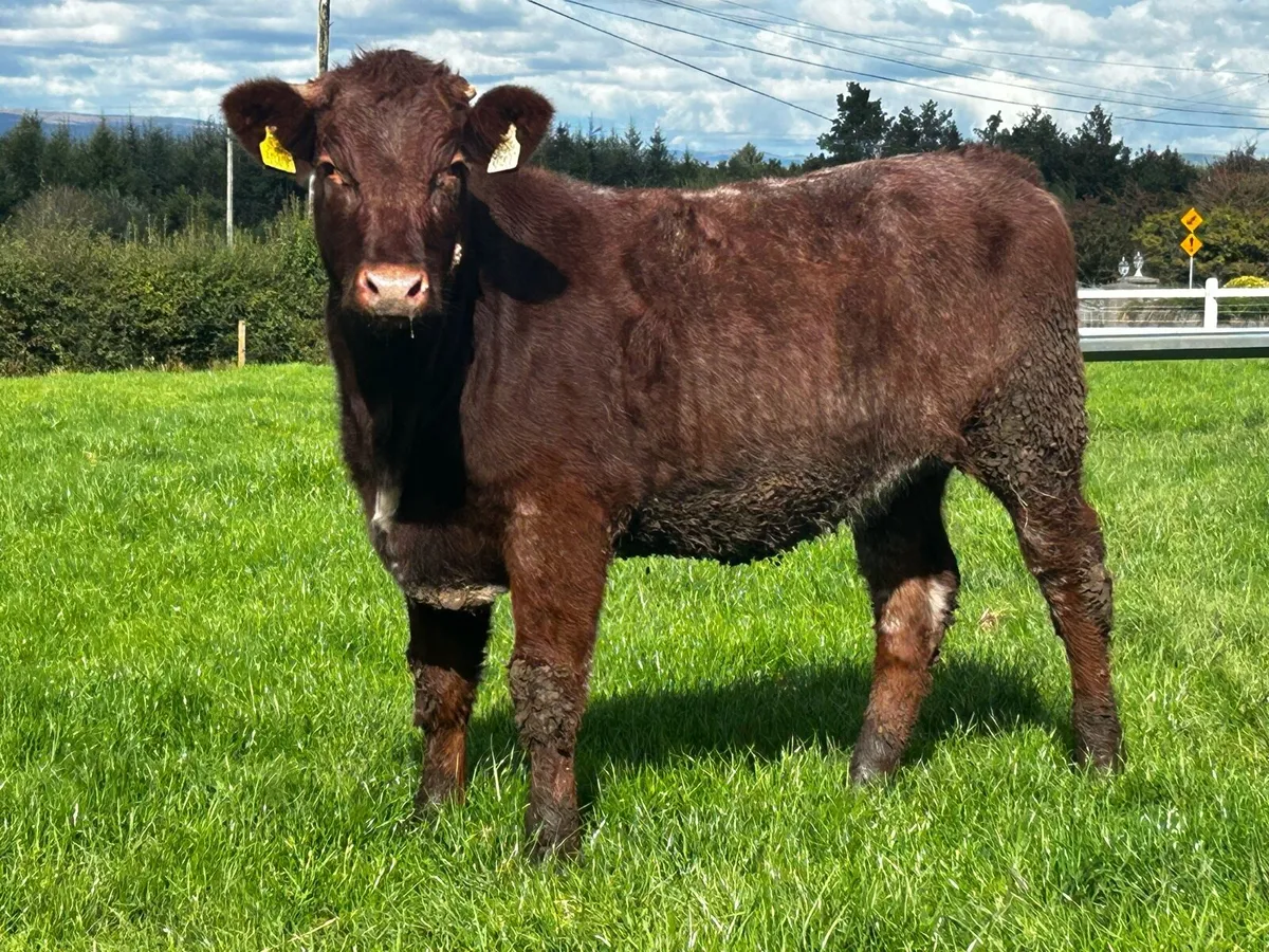Shorthorn Heifer - Image 1