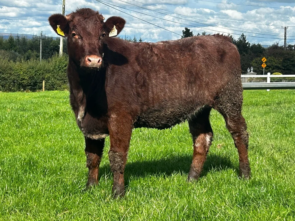 Shorthorn Heifer - Image 2