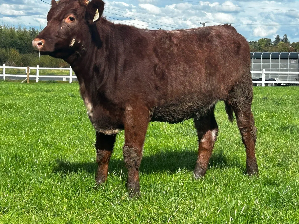 Shorthorn Heifer - Image 3