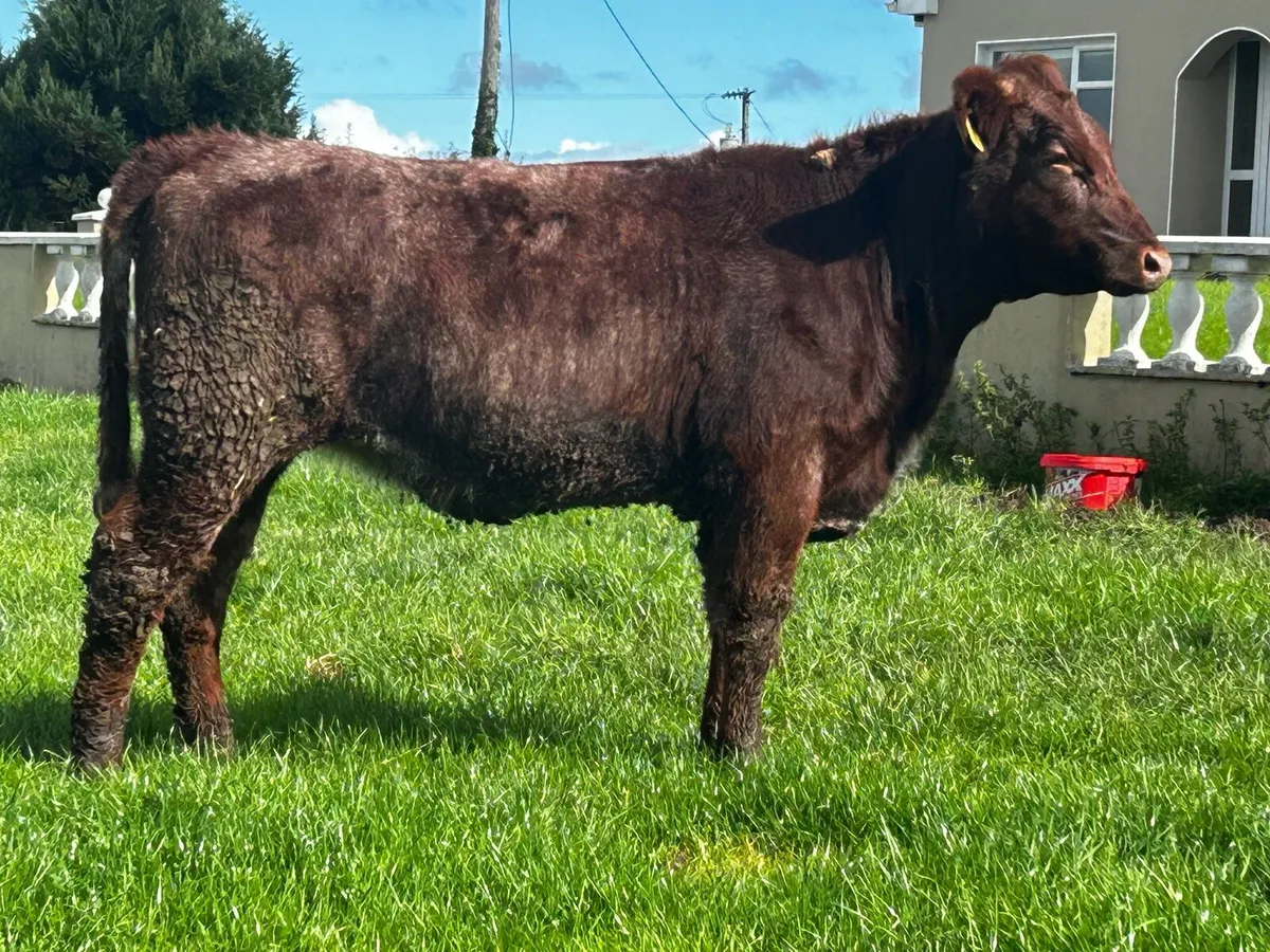Shorthorn Heifer - Image 4