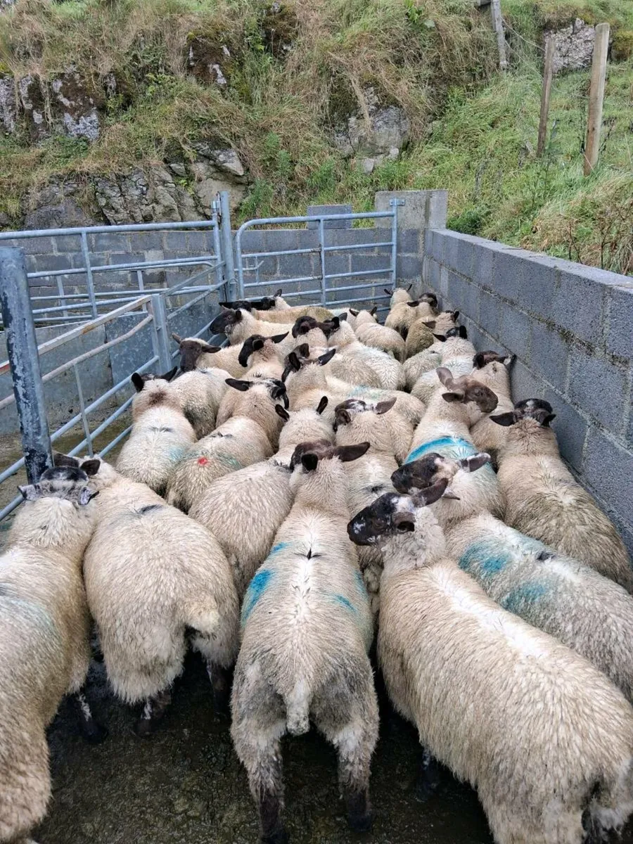 Ewe lambs - Image 2