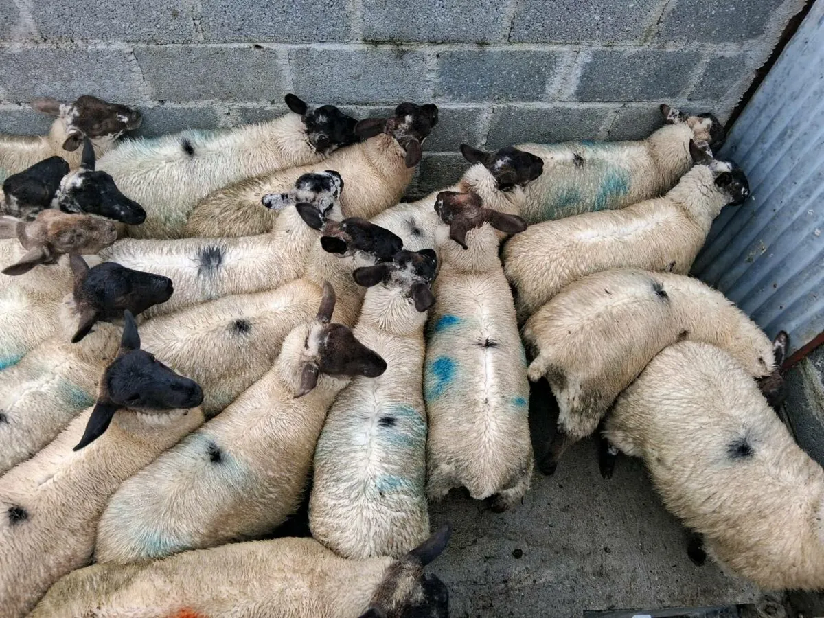 Ewe lambs - Image 3