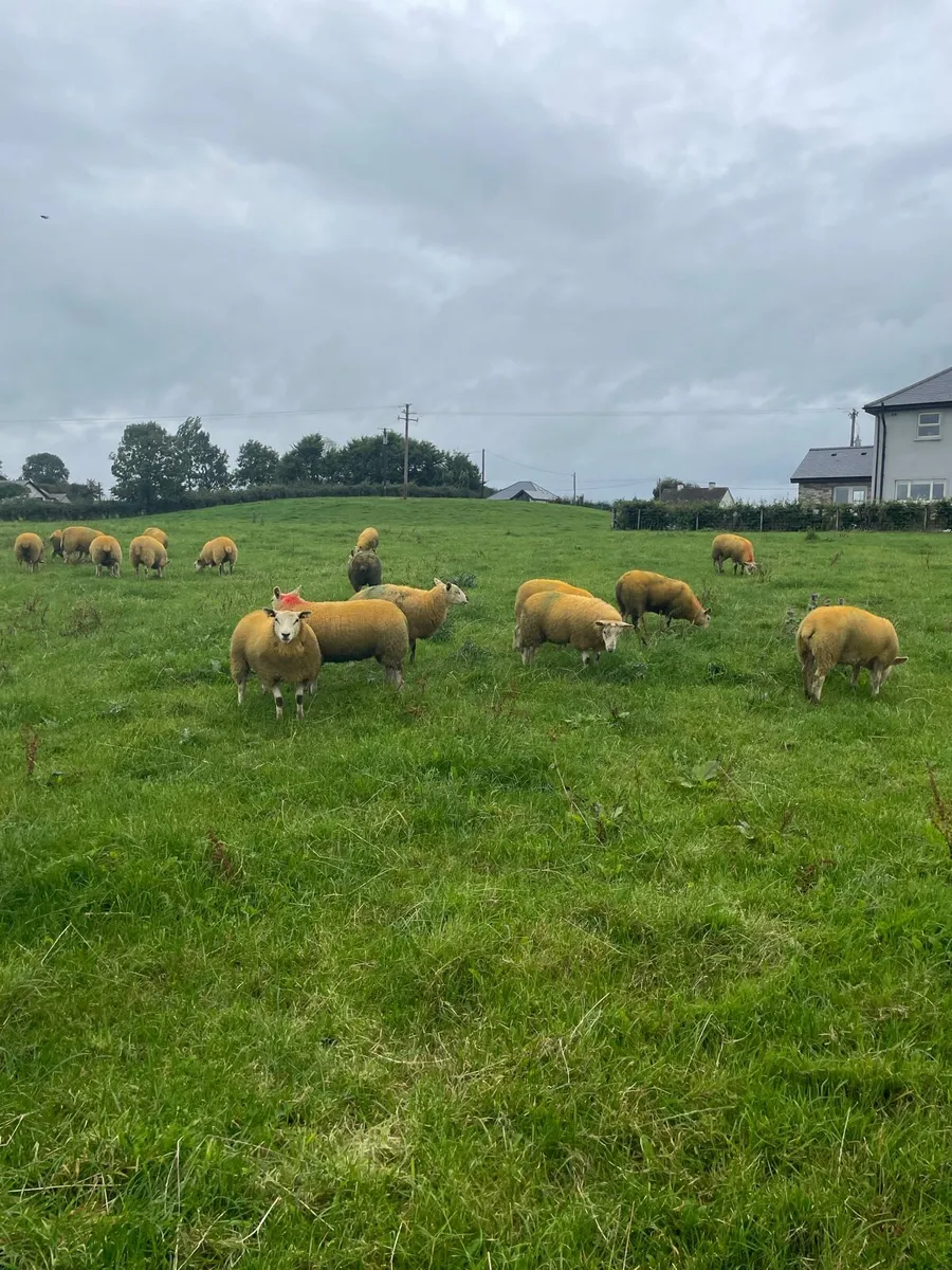 Ewe lambs - Image 1