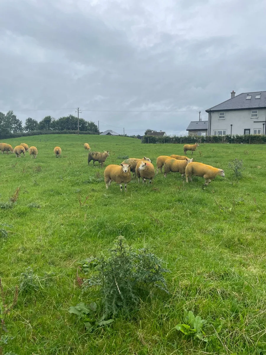Ewe lambs - Image 2