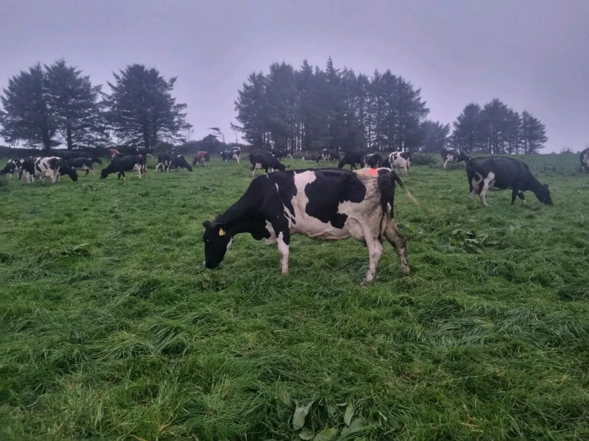 Empty & april calfing cows - Image 1