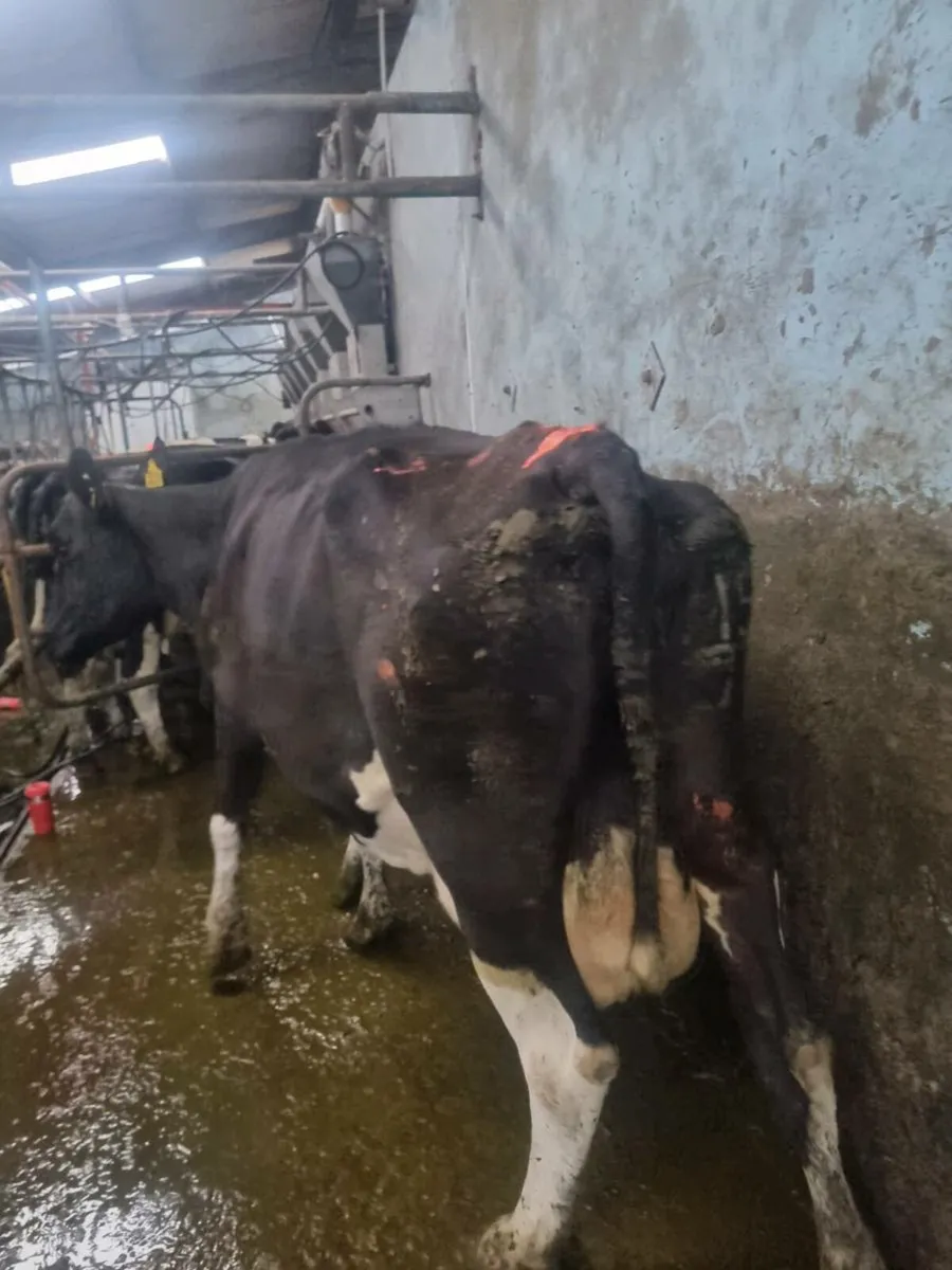 Empty & april calfing cows - Image 2