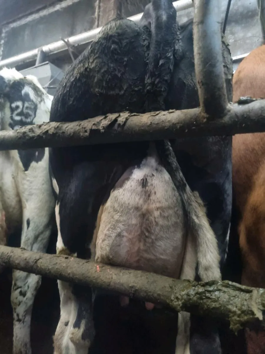 Empty & april calfing cows - Image 3