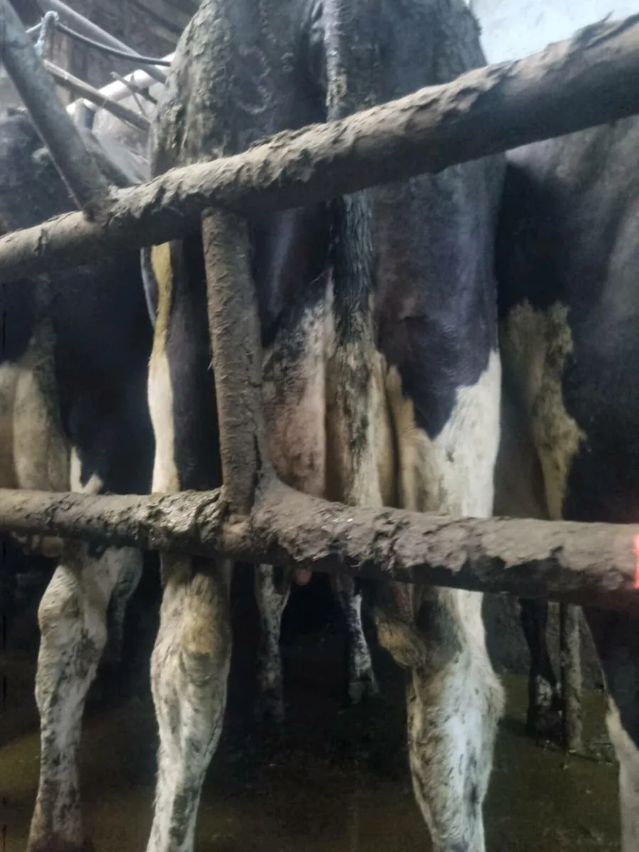 Empty & april calfing cows - Image 4