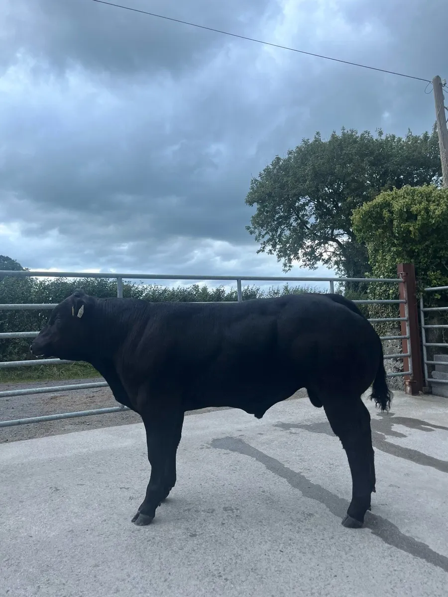 Top Quality BB/LM Hybrid Bull for Ballinasloe Mart - Image 2