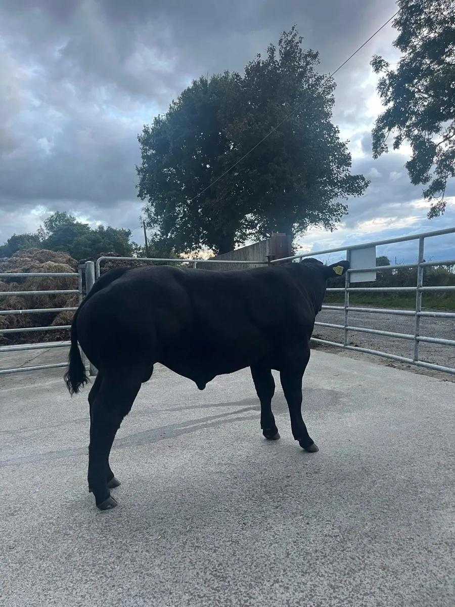Top Quality BB/LM Hybrid Bull for Ballinasloe Mart - Image 3