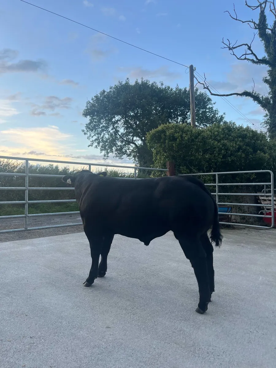 Top Quality BB/LM Hybrid Bull for Ballinasloe Mart - Image 4