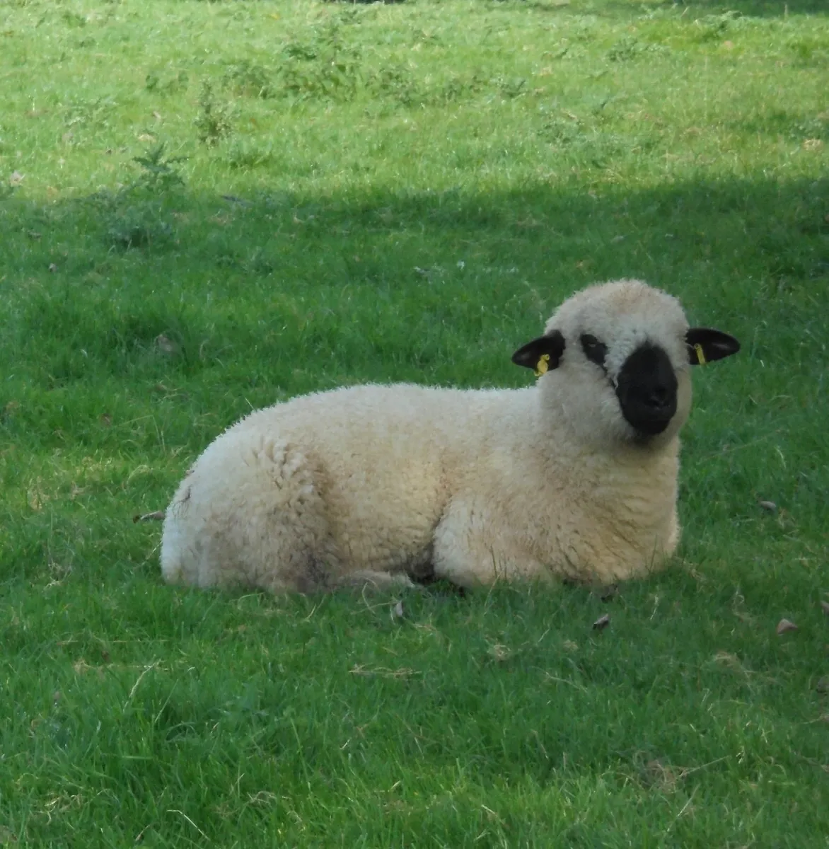 Oxford Down Ram Lambs , Hampshire Down Rams - Image 1