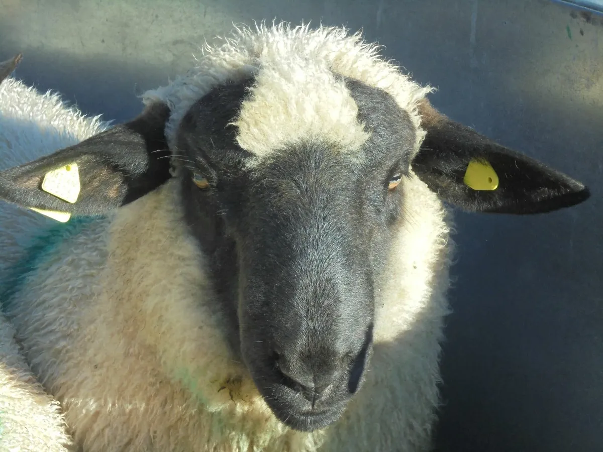 Oxford Down Ram Lambs , Hampshire Down Rams - Image 2