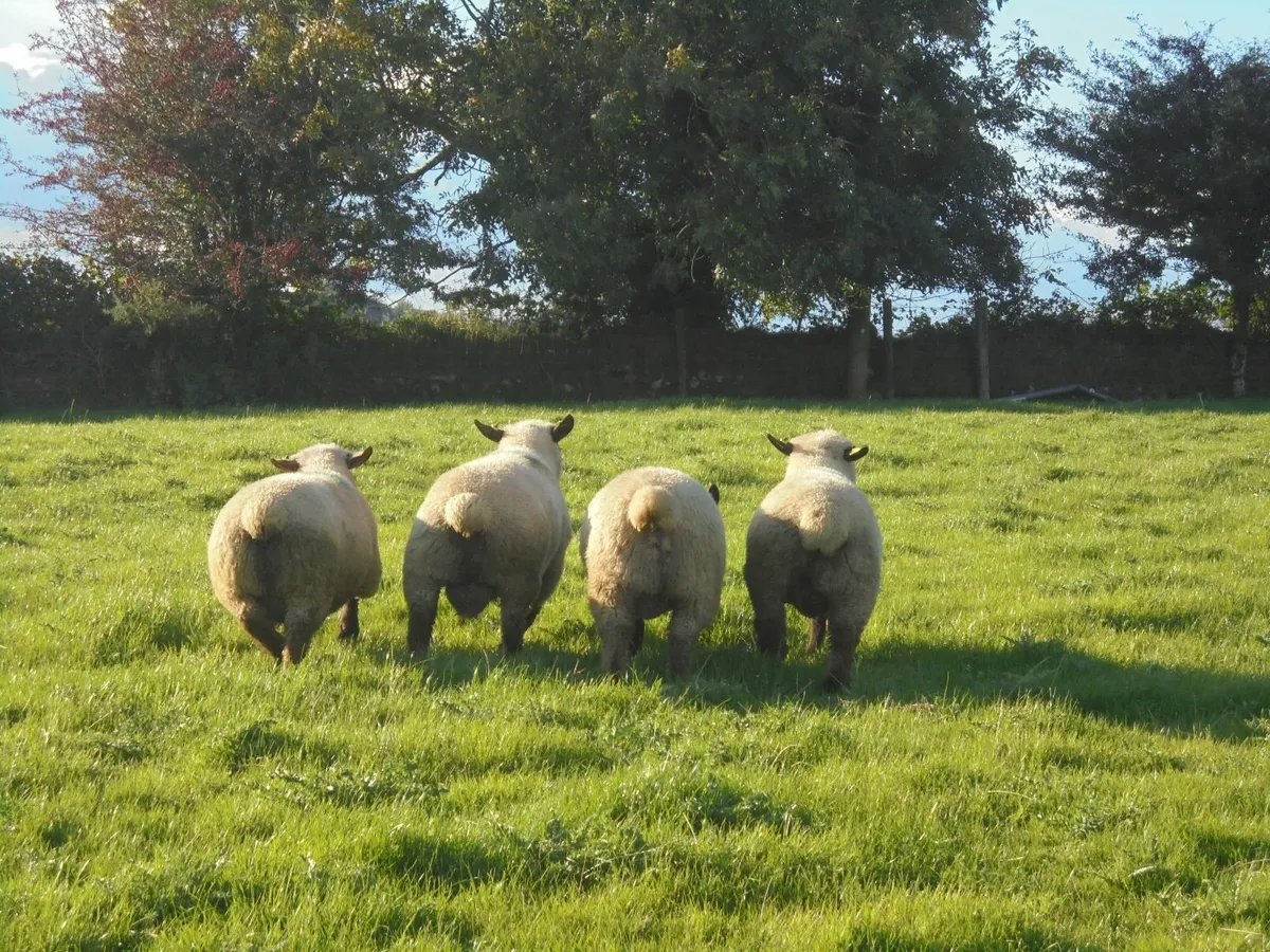 Oxford Down Ram Lambs , Hampshire Down Rams - Image 3