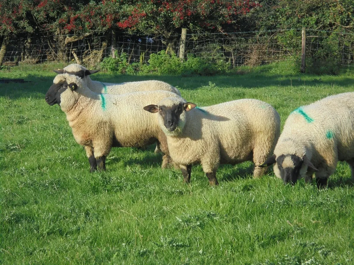 Oxford Down Ram Lambs , Hampshire Down Rams - Image 4