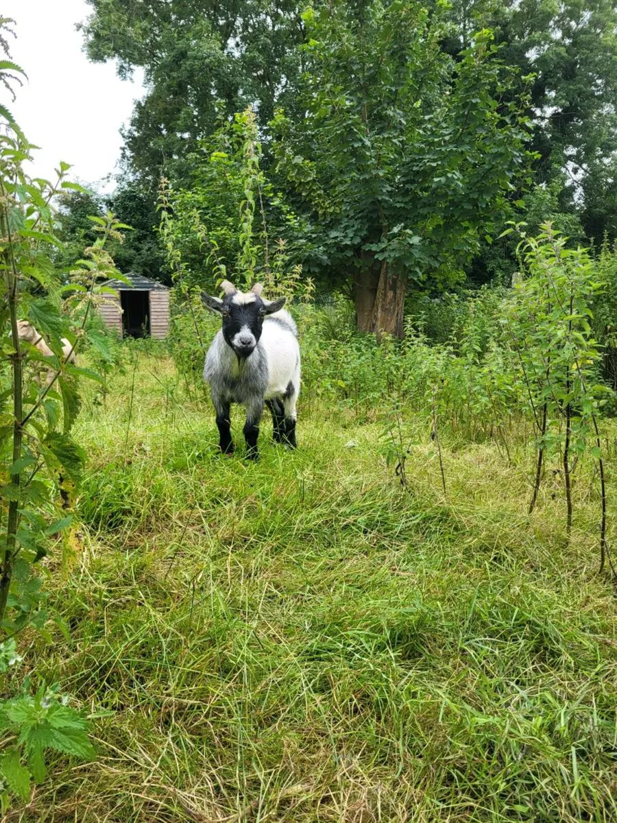 Pygmy goat - Image 1