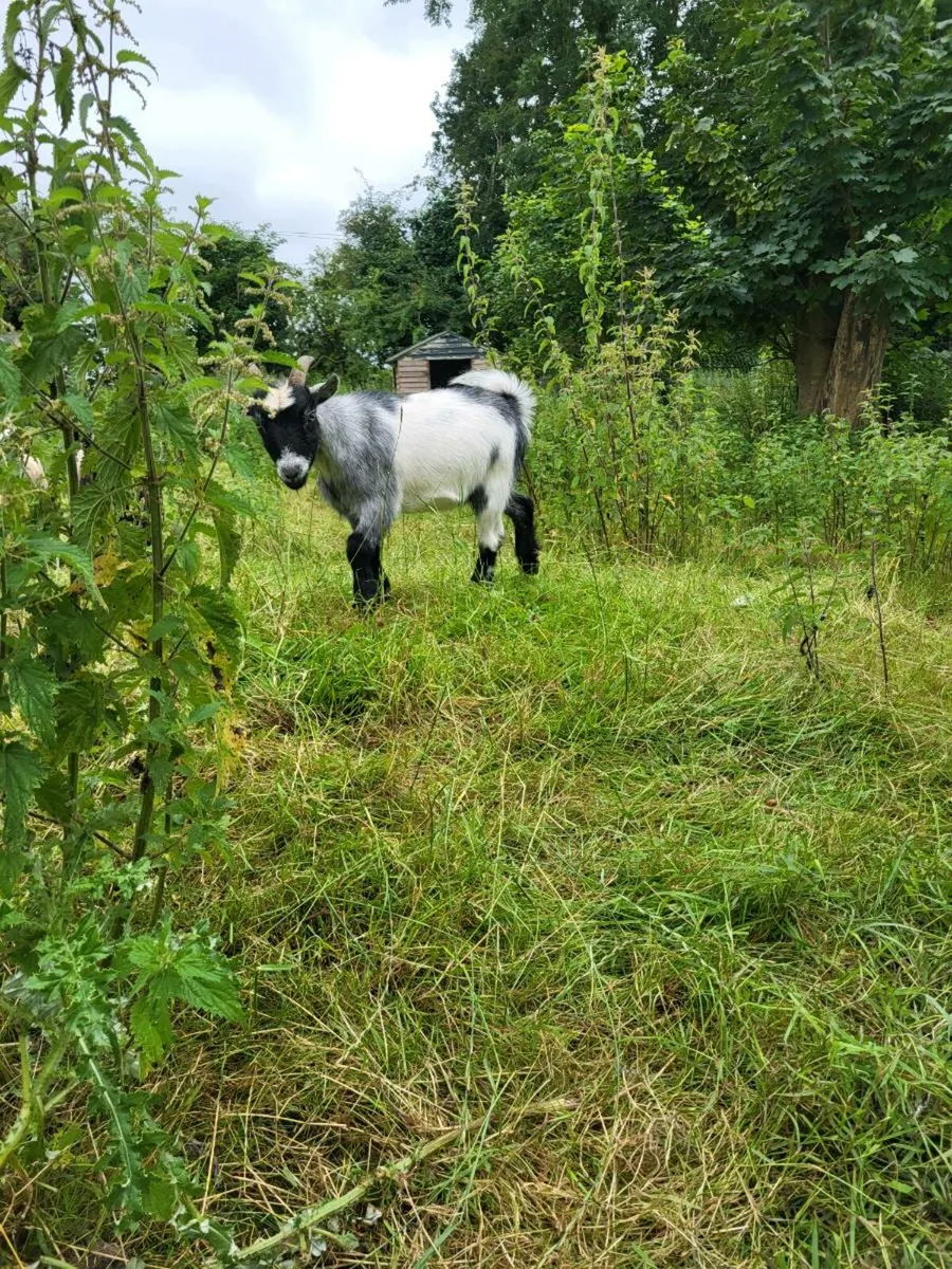 Pygmy goat - Image 2