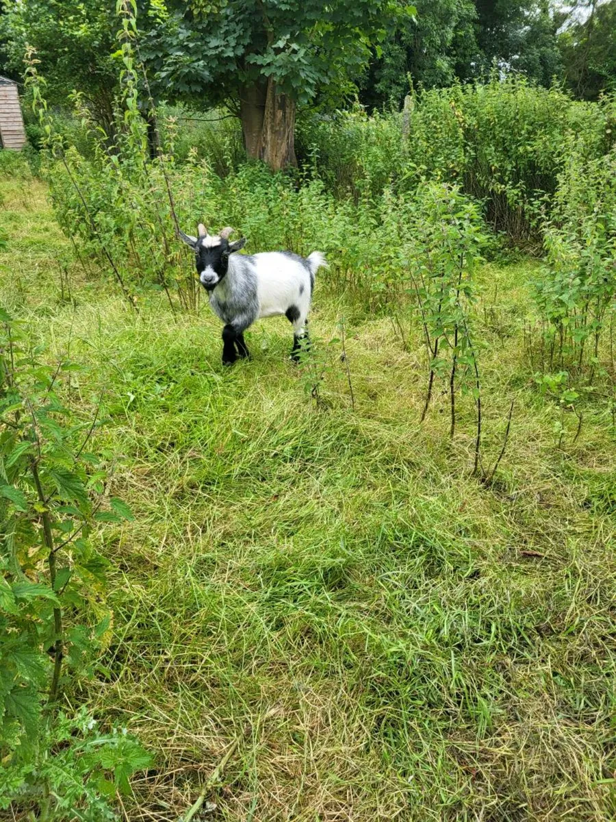 Pygmy goat - Image 3