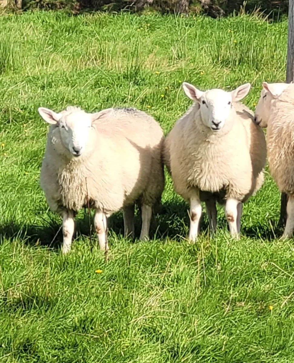 Cheviot Ram Lambs - Image 3